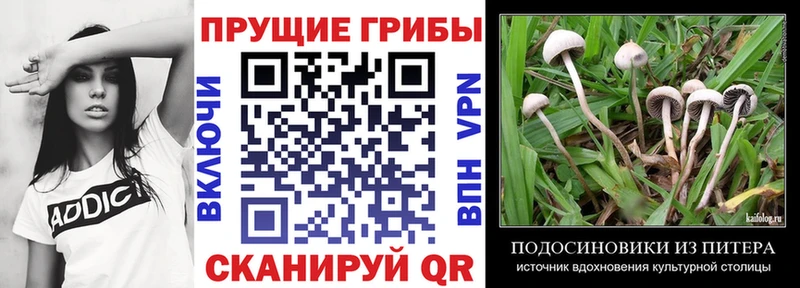блэк спрут сайт  Аша  Галлюциногенные грибы мухоморы 